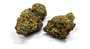 Chocolate Stardawg