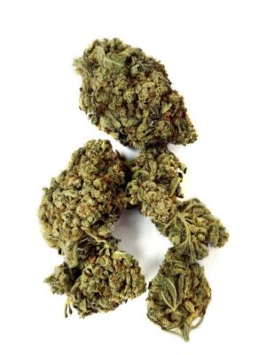 Purple Stardawg