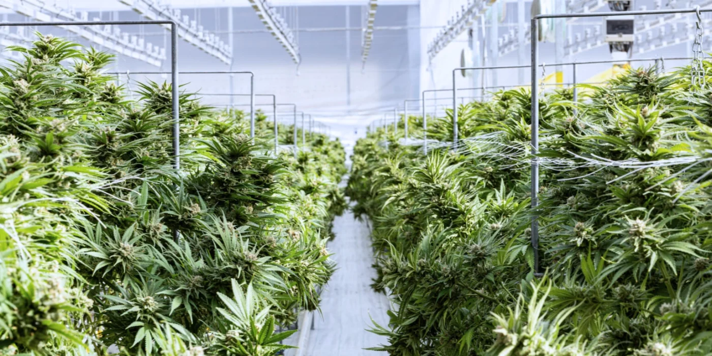 indica vs sativa